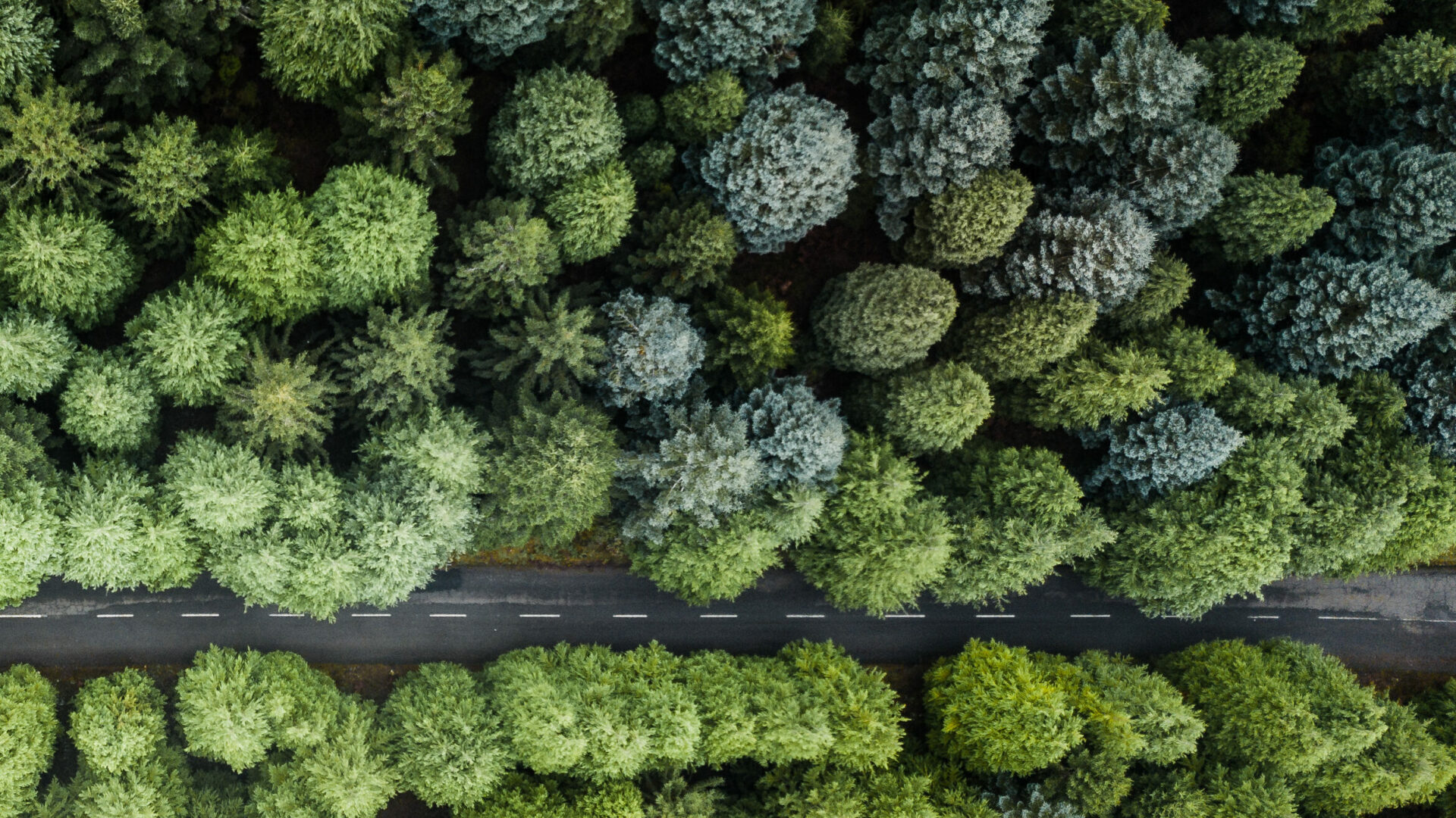 Image d'une route entourée d'une forêt remplie de grands arbres